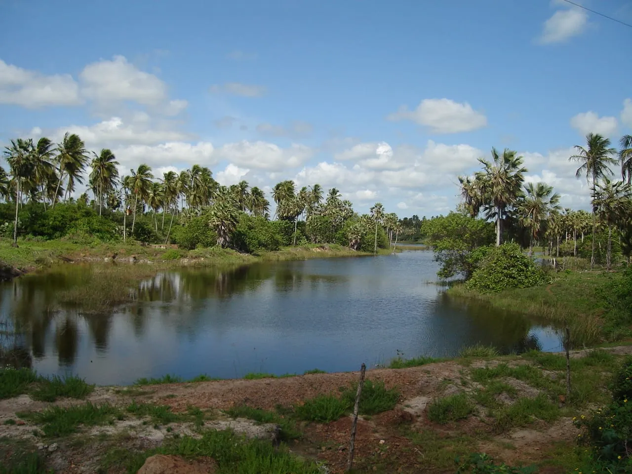 Lagoa e coqueiros em São Miguel do Gostoso